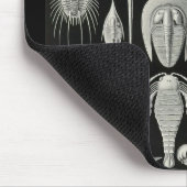 Ernst Haeckel - Aspidonia Muismat (Hoek)