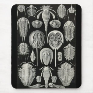 Ernst Haeckel - Aspidonia Muismat