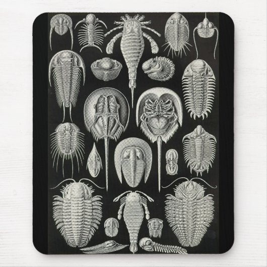 Ernst Haeckel - Aspidonia Muismat (Voorkant)