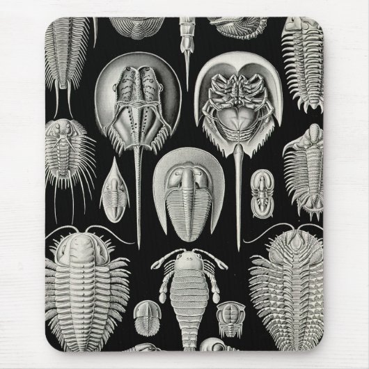 Ernst Haeckel Aspidonia Muismat (Voorkant)