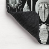 Ernst Haeckel - Aspidonia Muismat (Hoek)