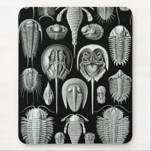 Ernst Haeckel - Aspidonia Muismat