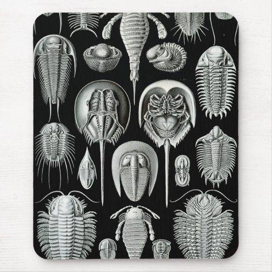 Ernst Haeckel - Aspidonia Muismat (Voorkant)