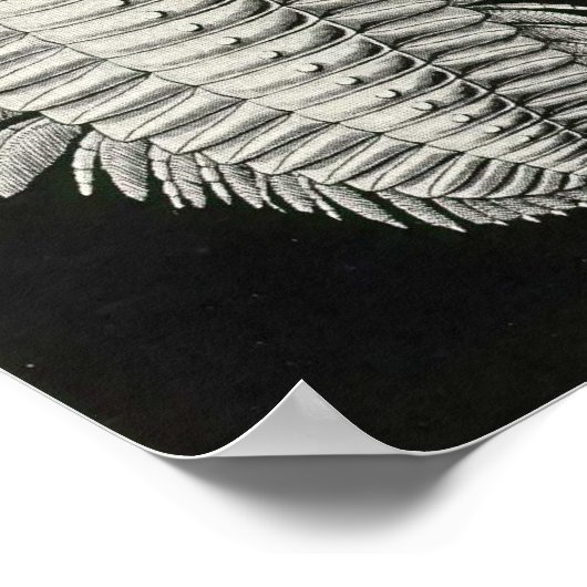 Ernst Haeckel - Aspidonia Poster (Hoek)