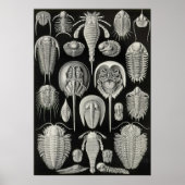 Ernst Haeckel - Aspidonia Poster (Voorkant)