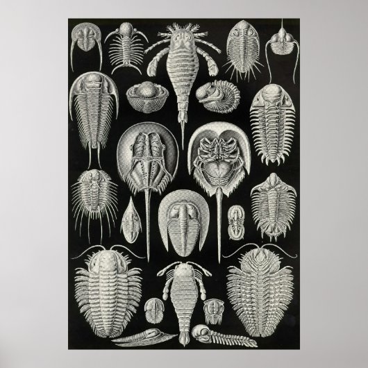 Ernst Haeckel - Aspidonia Poster (Voorkant)