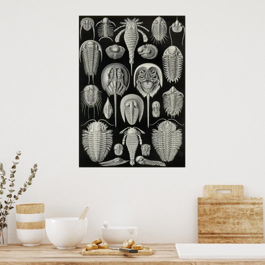 Ernst Haeckel - Aspidonia Poster (Keuken)