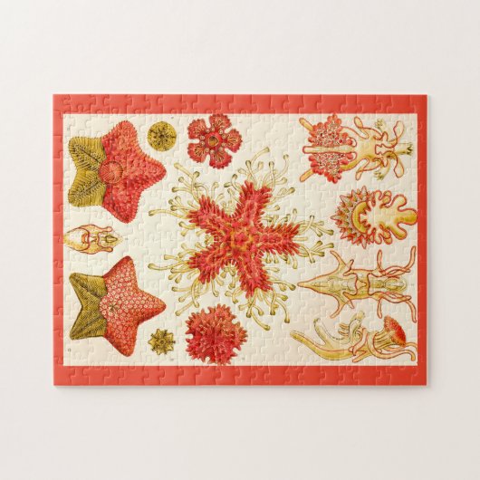 Ernst Haeckel Asteridea Legpuzzel (Horizontaal)