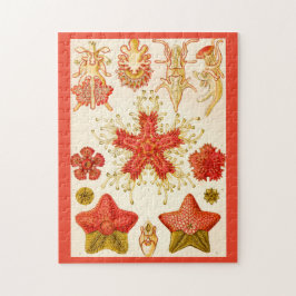 Ernst Haeckel Asteridea Legpuzzel
