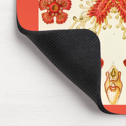 Ernst Haeckel Asteridea Muismat (Hoek)