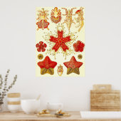 Ernst Haeckel - Asteridea Poster (Keuken)
