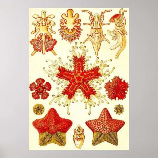 Ernst Haeckel - Asteridea Poster (Voorkant)