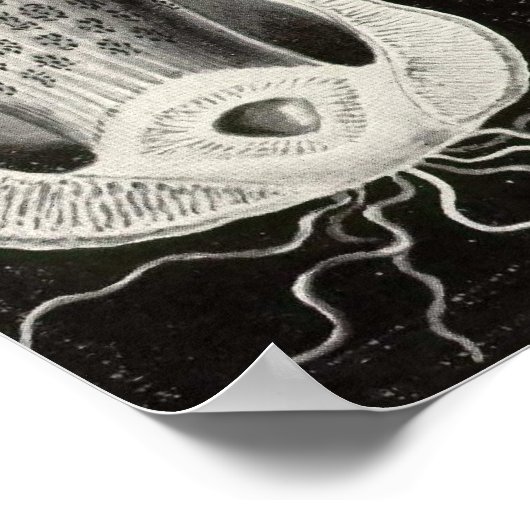 Ernst Haeckel - Basimycetes paddenstoelen Poster (Hoek)