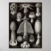 Ernst Haeckel - Basimycetes paddenstoelen Poster (Voorkant)
