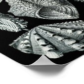 Ernst Haeckel Bivalvia Striking Black & White Poster (Hoek)