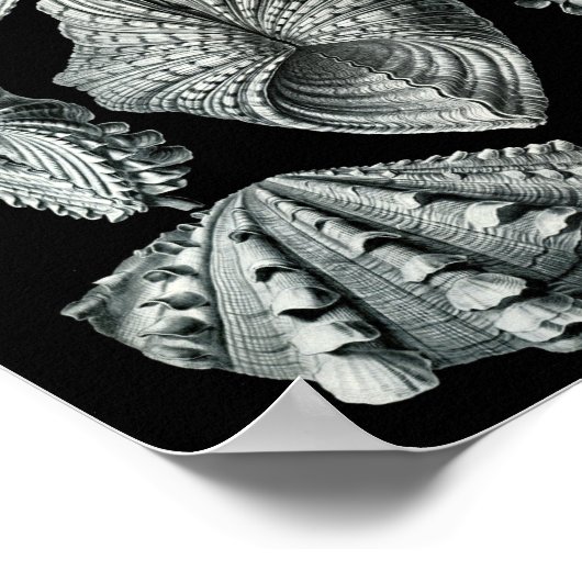 Ernst Haeckel Bivalvia Striking Black & White Poster (Hoek)