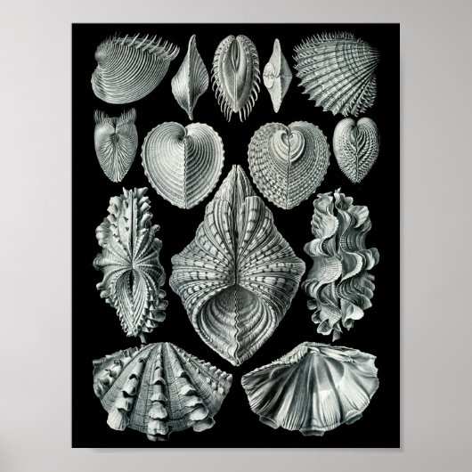Ernst Haeckel Bivalvia Striking Black & White Poster (Voorkant)