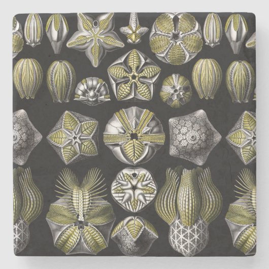 Ernst Haeckel Blastoidea Stenen Onderzetter (Voorkant)