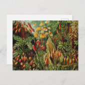 Ernst Haeckel  botanische kunst Briefkaart (Voorkant / Achterkant)