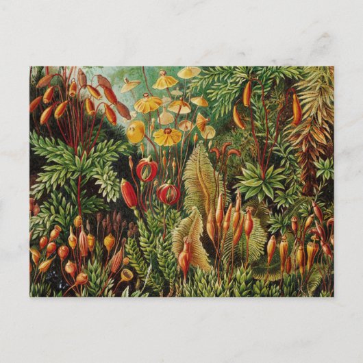 Ernst Haeckel  botanische kunst Briefkaart (Voorkant)