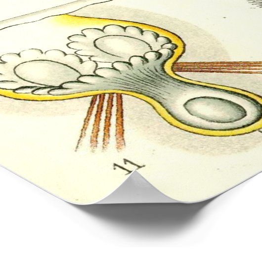 Ernst Haeckel - Bryozoa Poster (Hoek)