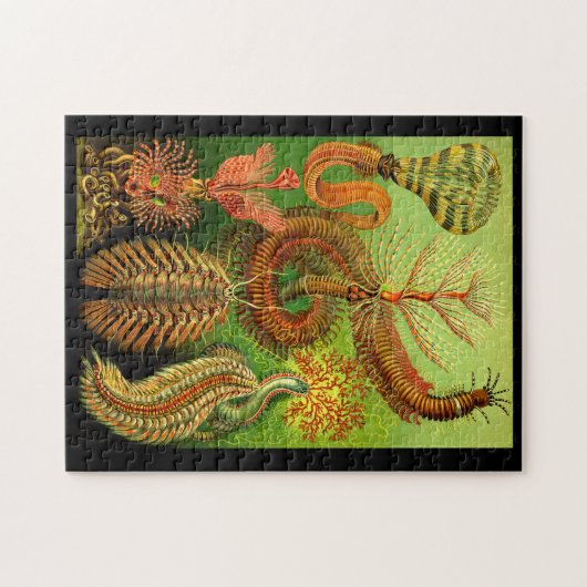 Ernst Haeckel Chaetopoda Legpuzzel (Horizontaal)