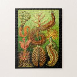 Ernst Haeckel Chaetopoda Legpuzzel