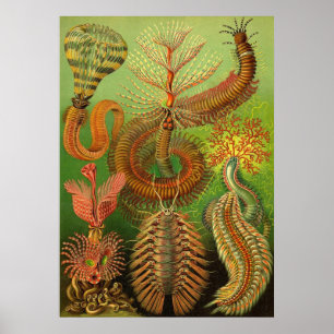 Ernst Haeckel - Chaetopoda Poster