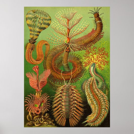 Ernst Haeckel - Chaetopoda Poster (Voorkant)