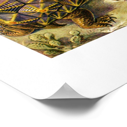 Ernst Haeckel Chelonia Poster (Hoek)