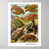 Ernst Haeckel Chelonia Poster (Voorkant)