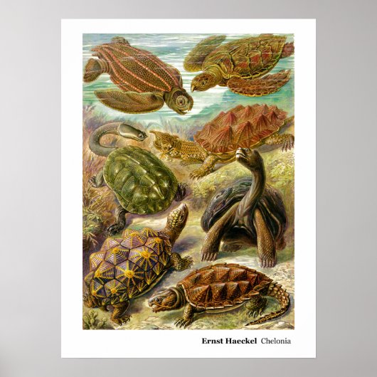Ernst Haeckel Chelonia Poster (Voorkant)