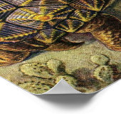 Ernst Haeckel - Chelonia Poster (Hoek)