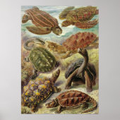 Ernst Haeckel - Chelonia Poster (Voorkant)