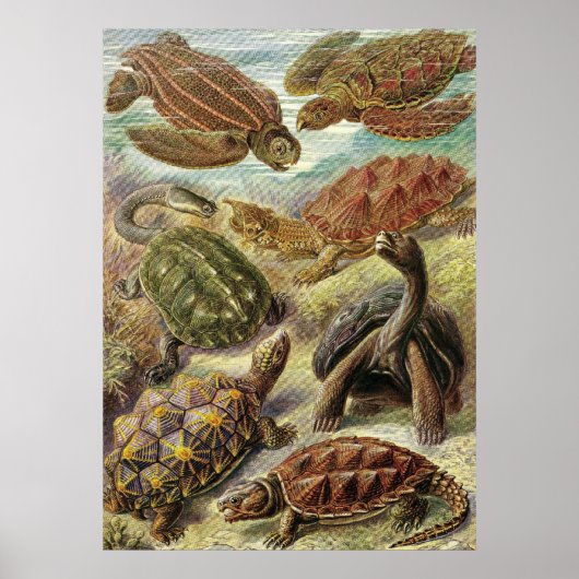 Ernst Haeckel - Chelonia Poster (Voorkant)
