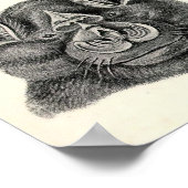 Ernst Haeckel - Chiroptera Bats Poster (Hoek)