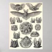 Ernst Haeckel - Chiroptera Bats Poster (Voorkant)