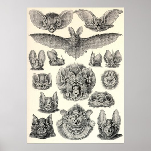 Ernst Haeckel - Chiroptera Bats Poster (Voorkant)