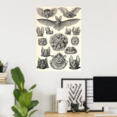 Ernst Haeckel - Chiroptera Bats Poster (Thuiskantoor)