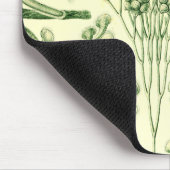 Ernst Haeckel Ciliata Muismat (Hoek)