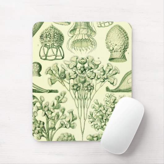 Ernst Haeckel Ciliata Muismat (Met muis)