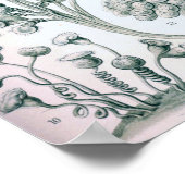 Ernst Haeckel Ciliata Poster (Hoek)