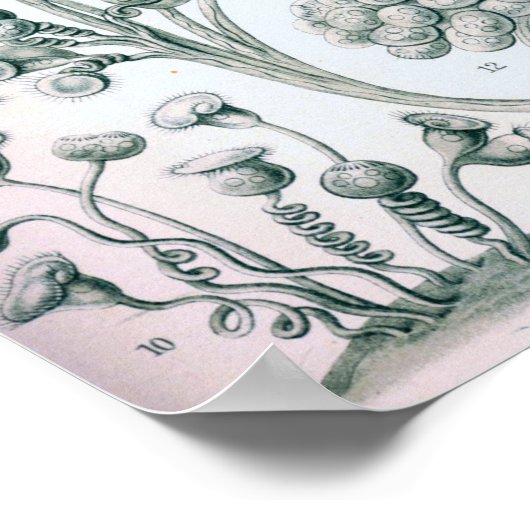 Ernst Haeckel Ciliata Poster (Hoek)
