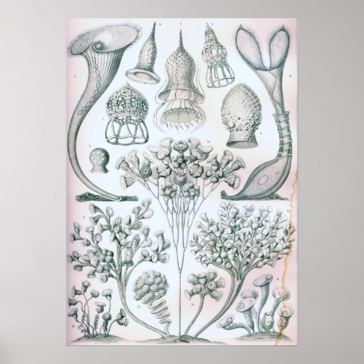 Ernst Haeckel Ciliata Poster (Voorkant)