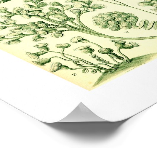 Ernst Haeckel Ciliata Poster (Hoek)