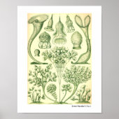 Ernst Haeckel Ciliata Poster (Voorkant)