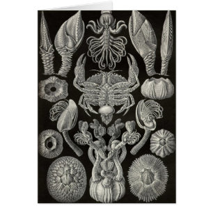 Ernst Haeckel - Cirripedia