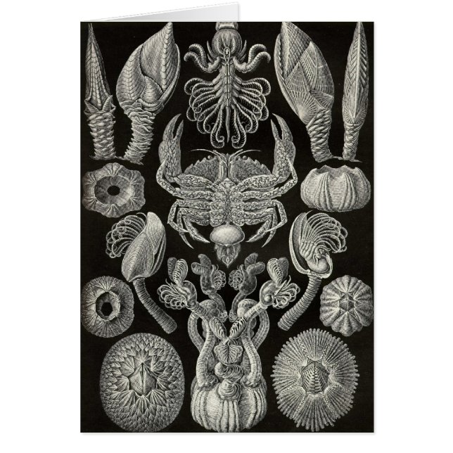 Ernst Haeckel - Cirripedia (Voorkant)