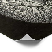 Ernst Haeckel - Cirripedia Poster (Hoek)