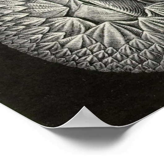 Ernst Haeckel - Cirripedia Poster (Hoek)